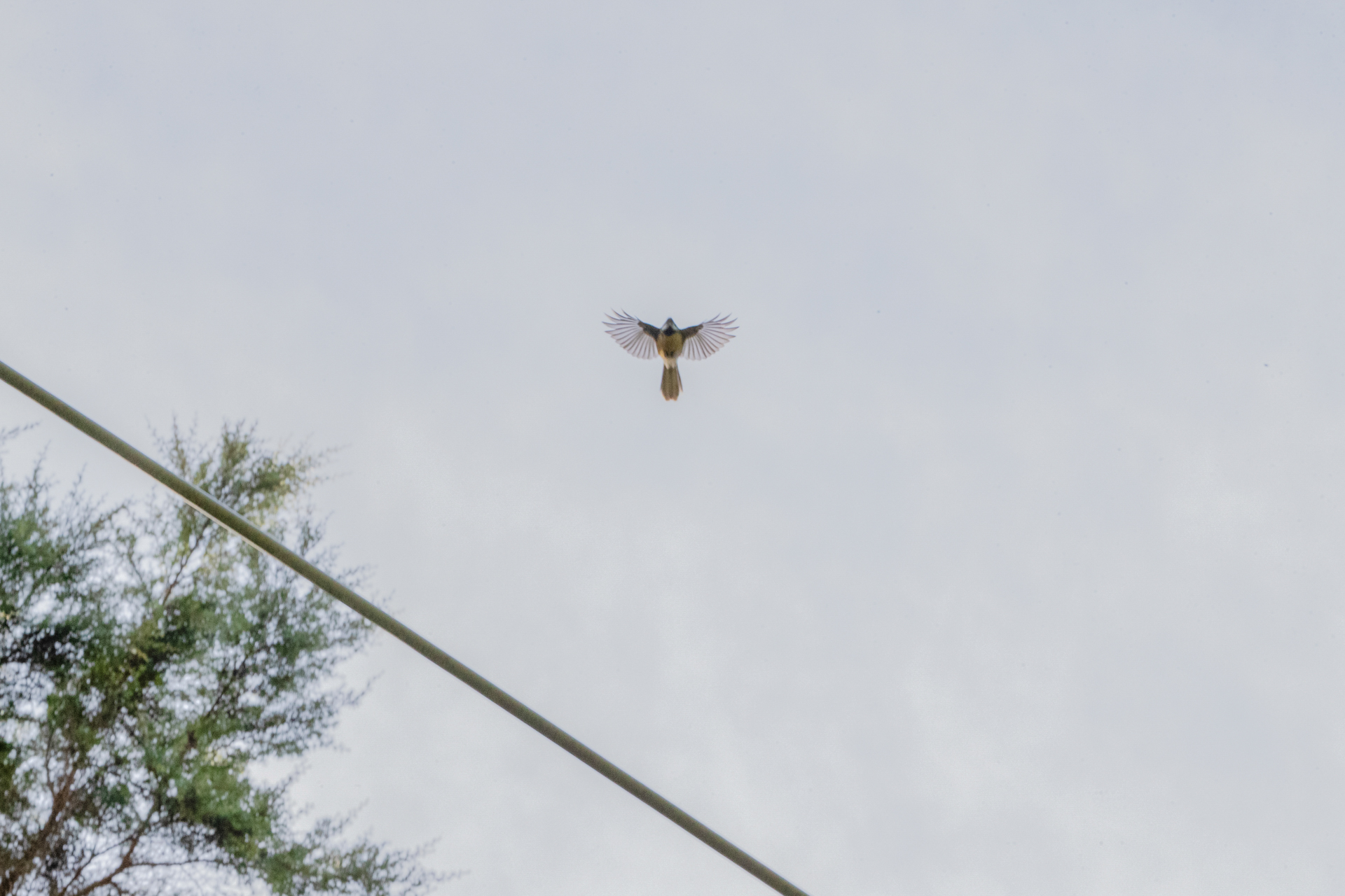 Fantail bird